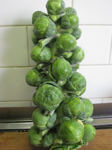 Brussels Sprouts on stem