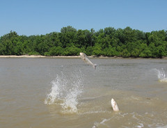 Asian Carp in the Wabash River