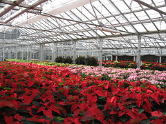 Poinsettias looking good in the greenhouse