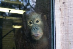 orang-utan looking out of the window at the camera