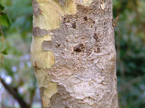 mitragyna  Mitragyna parvifolia bark कळम Rubiaceae 2010_0110_MNP e picture photo bild