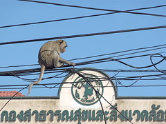 Monkey on telephone cables