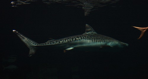 Tiburon Tigre