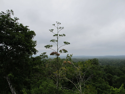 View of the Guatemalan Jungle from Pyramid V