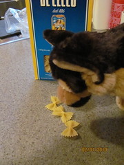 A stuffed dog showing interest in pasta
