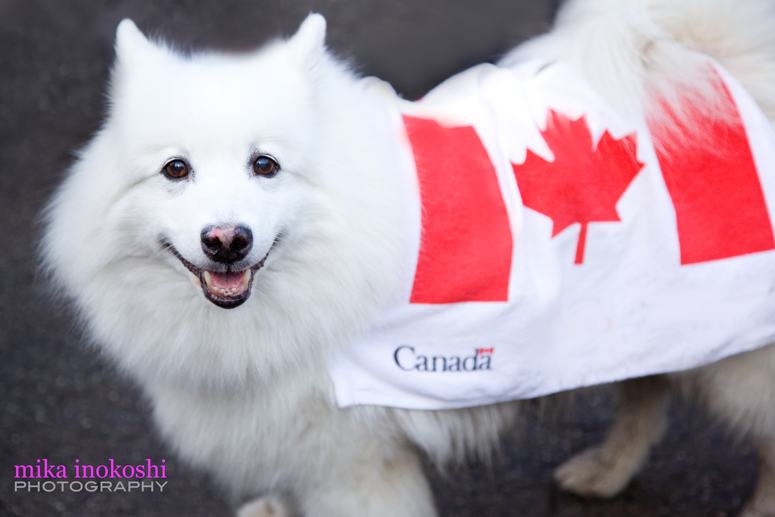 VANCOUVER 2010 OLYMPICS -Canadian Dog - mika inokoshi photography