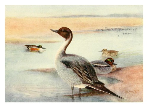 005-Anades-Egyptian birds for the most part seen in the Nile Valley (1909)- Charles Whymper