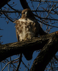 Fluffy Red-Tailed Hawk in Tompkins Square Park