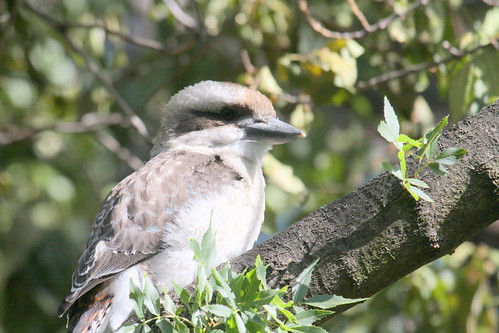 Kookaburra at Unley