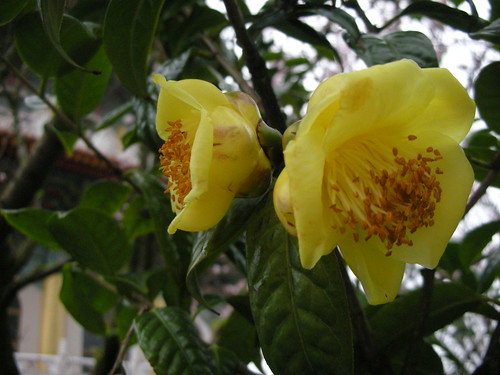 黄色的茶花