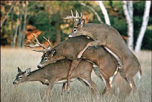 whitetail-deer-bizare-sex