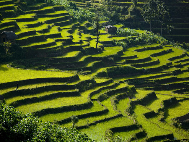 Terrace rice fields, Yunnan, China