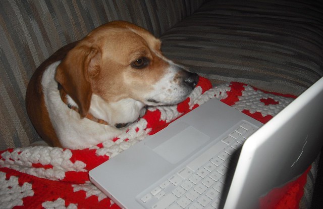 dog using a computer beagle