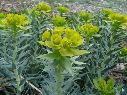 Gopher Plant #2 (Flower) Odessa Texas