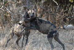 Wild Dogs playing, South Luangwa