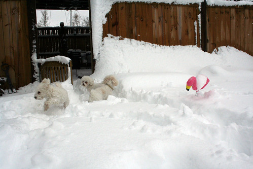 animals + spring snow
