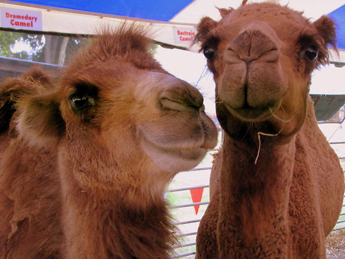 09 TN State Fair #81: Petting Zoo Camels