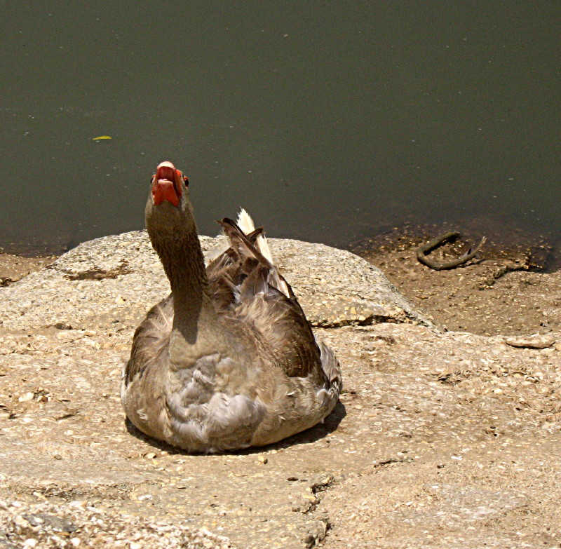 01-05-2010-duck