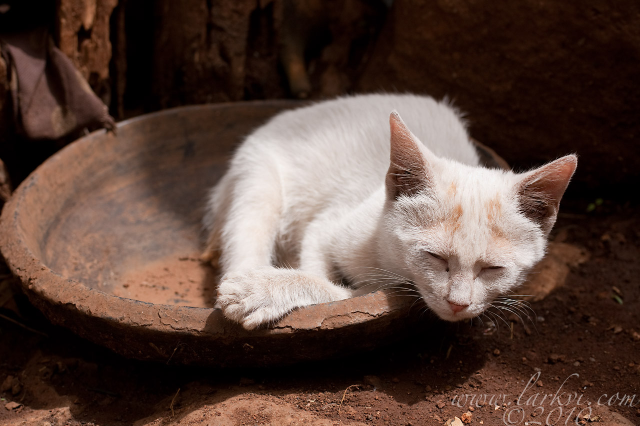 Cat #1, Zege Peninsula, Lake Tana, Ethiopia, 2009