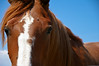 Grupo FOR THE LOVE OF HORSES (fotos)