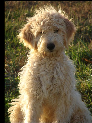 Boomer2 F1B Goldendoodle Male 11-1-06