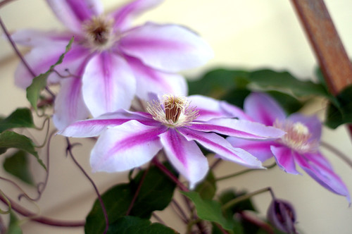 Clematis on my porch