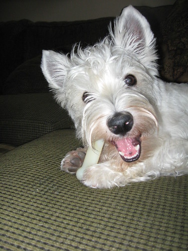 Fergie was going to town on this bone!