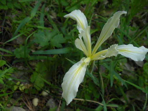 Slender iris -not sure