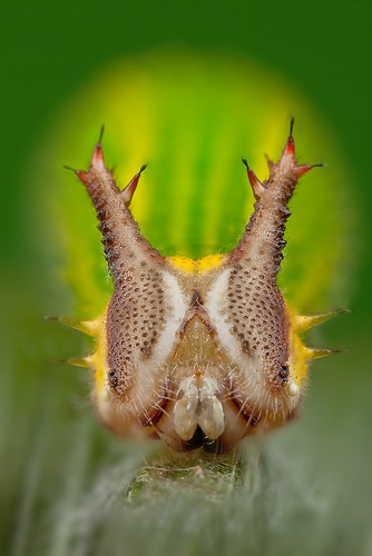 it's always good to look close 29 - Caterpillar