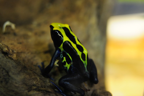 Dendrobates tintorius - Dyeing Dart Frog
