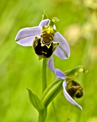 orchidea spontanea