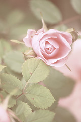 Roses: vintage blush