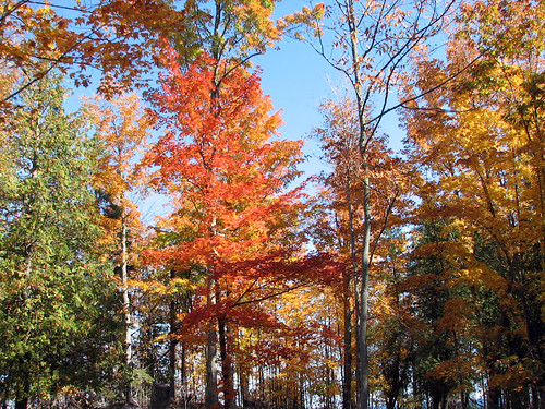Wisconsin fall foliage