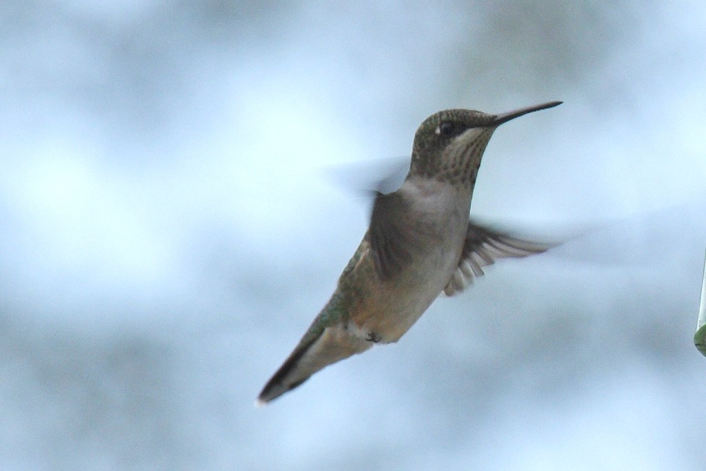 Ruby-throated hummingbird - Copy