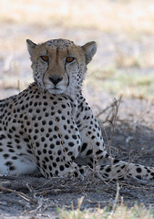 Cheetah #1, Central Kalahari Game Reserve, Botswana