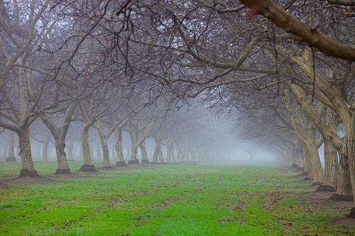 Walnut Orchard in the Fog
