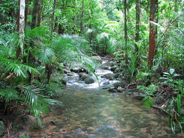 Tributary of Mossman River, in Mossman Gorge