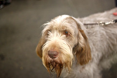 Golden Gate Kennel Club Dog Show: Spinone Italiano