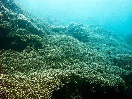 Bunaken Underwater 20