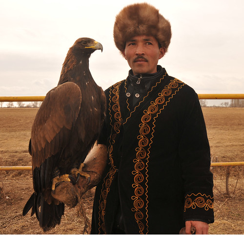 golden eagle hunting. eagle hunting of pheasants