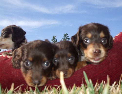 cream long haired dachshund puppies. long haired dachshund puppies