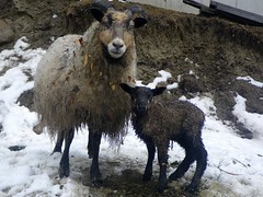 First lamb