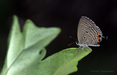 曲紋紫灰蝶 | chilades pandava (cycad blue butterfly)