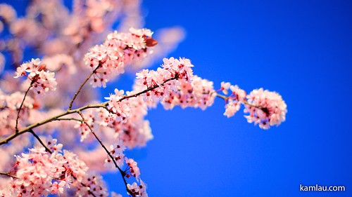 Cherry Blossoms - Marpole