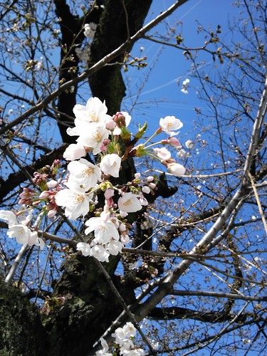 仙川駅前の桜