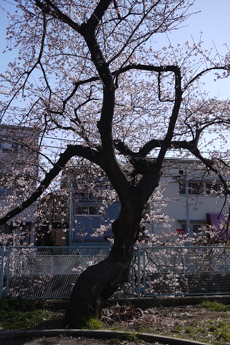 桜ってのは艶めかしいね