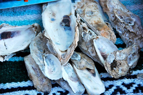 camping: oyster shells