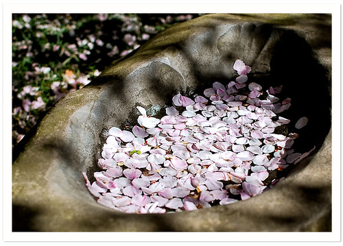 BBG : Cherry Blossoms