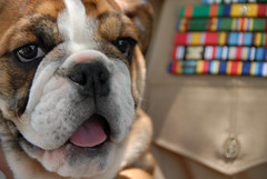 Bella, an English Bulldog, US Marines Mascot
