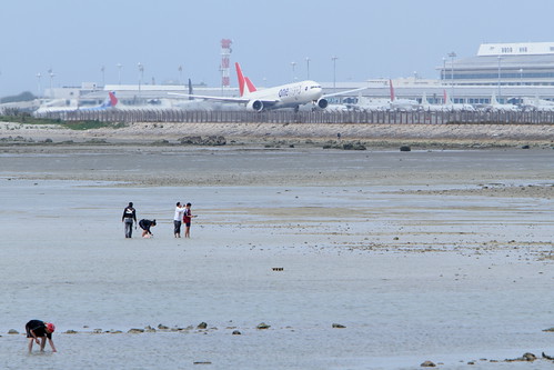 JAL's B777-300 with the people gather shellfish at low tide